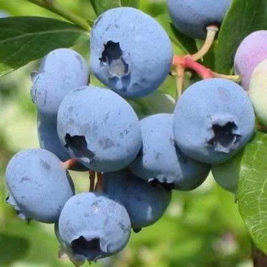 Поздние сорта в Твери