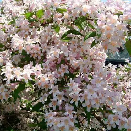 Кольквиция прелестная  Кольквиция прелестная в Твери