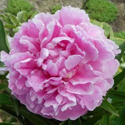 Пион РИМ травянистый  Пион РИМ травянистый в Твери