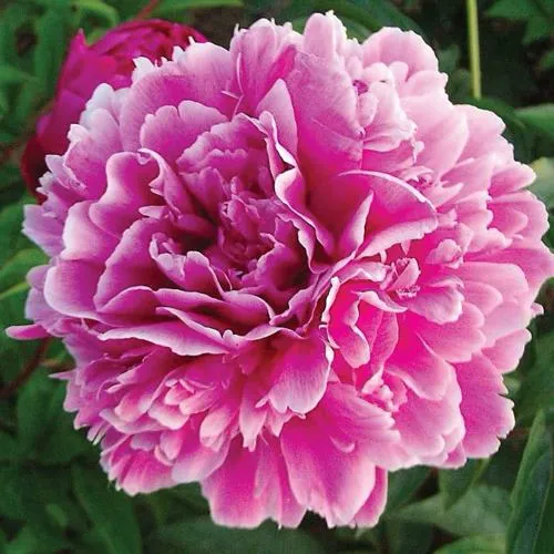 Пион ПУРПУРНАЯ ФЕЕРИЯ травянистый  Пион ПУРПУРНАЯ ФЕЕРИЯ травянистый в Твери