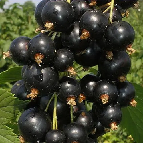 Смородина черная ИСКУШЕНИЕ  Смородина черная ИСКУШЕНИЕ в Твери