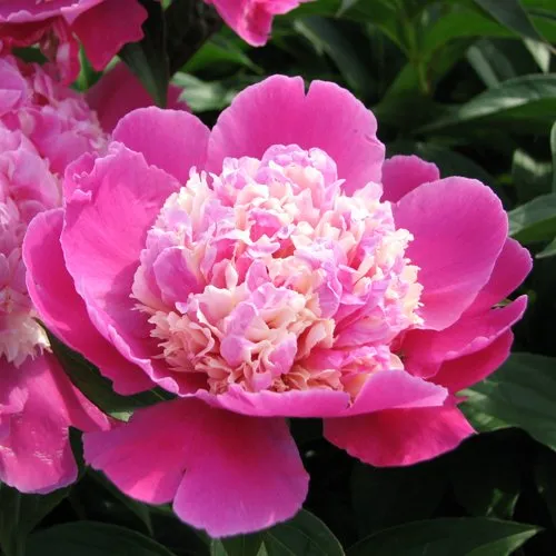 Пион КОРА СТАББС травянистый  Пион КОРА СТАББС травянистый в Твери