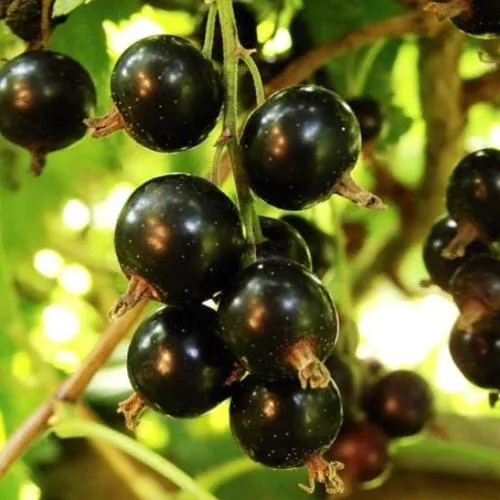 Смородина чёрная НАРА  Смородина чёрная НАРА в Твери