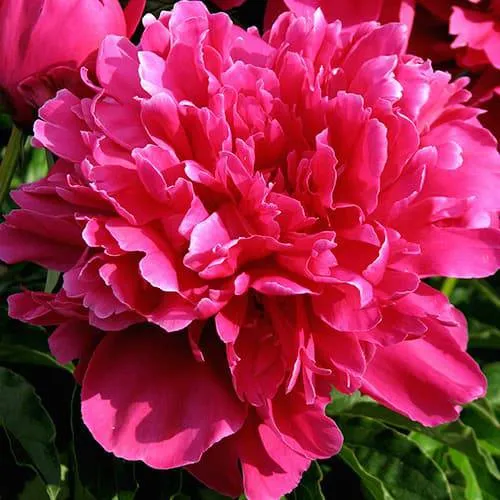 Пион ВИКТУАР ДЕ ЛА МАРН травянистый  Пион ВИКТУАР ДЕ ЛА МАРН травянистый в Твери