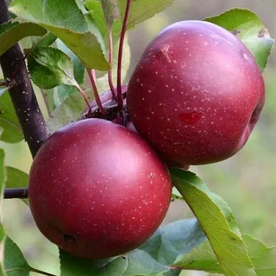 Красномясая Красномясая в Твери