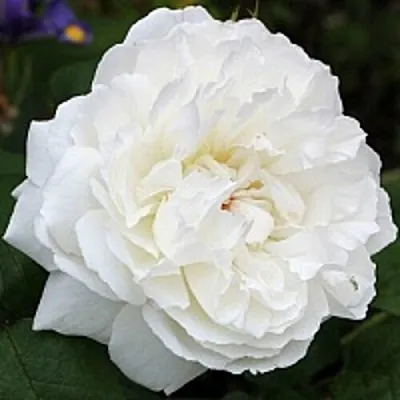 Саженцы роз ВИНЧЕСТЕР КАФЕДРАЛ английская в Твери