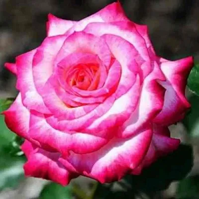 Саженцы роз АРИФА флорибунда в Твери