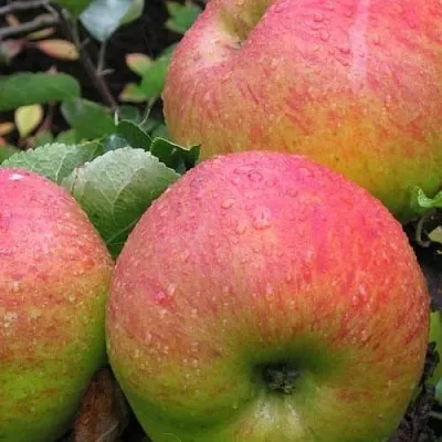 Яблоня ЯБЛОЧНЫЙ СПАС  Яблоня ЯБЛОЧНЫЙ СПАС в Твери