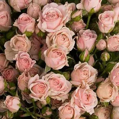 Саженцы роз ОДИЛЛИЯ спрей в Твери