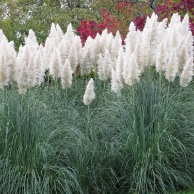 Кортадерия белая (пампасная трава) в Твери
