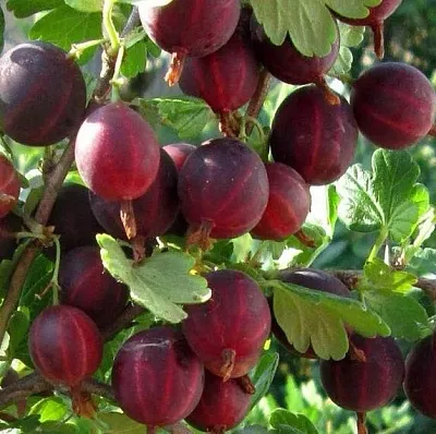 Крыжовник ХИННОМАКИ РОТ  Крыжовник ХИННОМАКИ РОТ в Твери