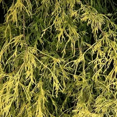 Кипарисовик ФИЛИФЕРА АУРЕА горохоплодный — описание сорта Кипарисовик ФИЛИФЕРА АУРЕА горохоплодный в Твери