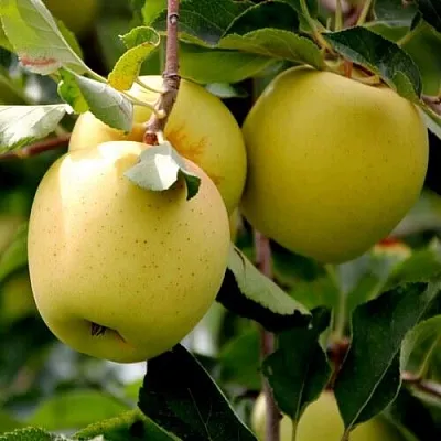 Яблоня ГОЛДЕН ВЛАДИМИРСКИЙ  Яблоня ГОЛДЕН ВЛАДИМИРСКИЙ в Твери