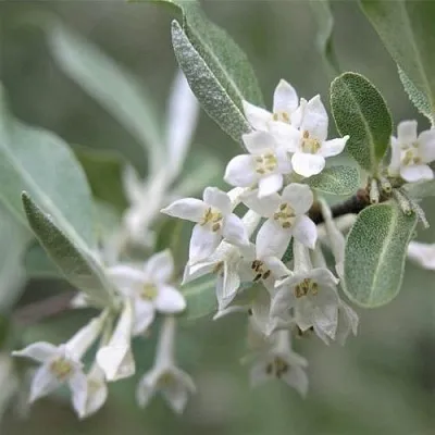ЛОХ СЕРЕБРИСТЫЙ  ЛОХ СЕРЕБРИСТЫЙ в Твери