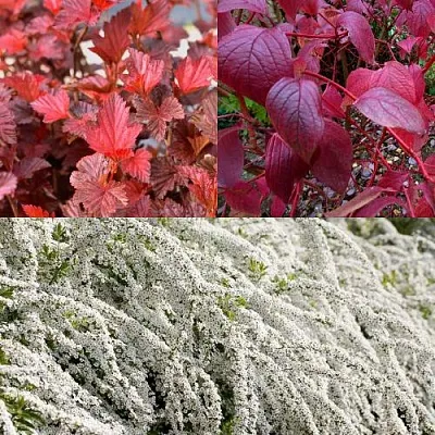 Комплект ЖИВАЯ ИЗГОРОДЬ в Твери