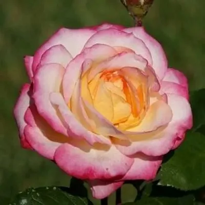 Саженцы роз ЛАМИНУЭТ флорибунда в Твери