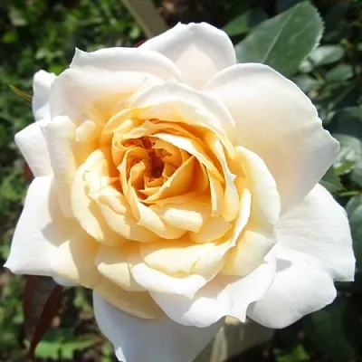 Саженцы роз ЛИОНС РОУЗ флорибунда в Твери