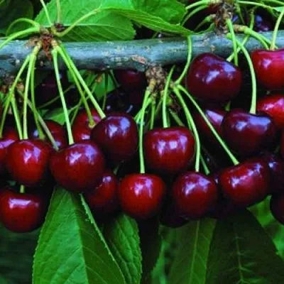 Черешня ВЕДА  Черешня ВЕДА в Твери