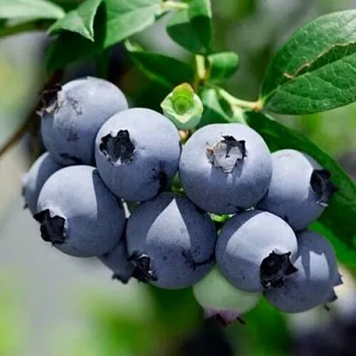 Голубика СИЕРРА в Твери