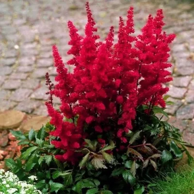 Астильба ГЛАТ Арендса в Твери