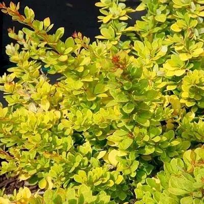 Барбарис СЕНСЕЙШЕН тунберга  Барбарис СЕНСЕЙШЕН тунберга в Твери