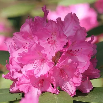 Рододендрон ЛУМИНА в Твери