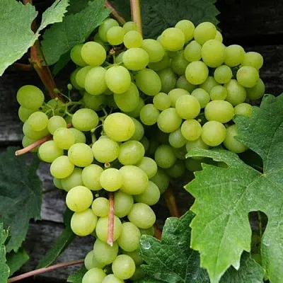 Виноград АЛЕШЕНЬКИН  Виноград АЛЕШЕНЬКИН в Твери