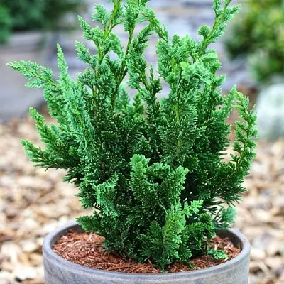 Кипарисовик ВИСЕЛЛИ лавсона  Кипарисовик ВИСЕЛЛИ лавсона в Твери