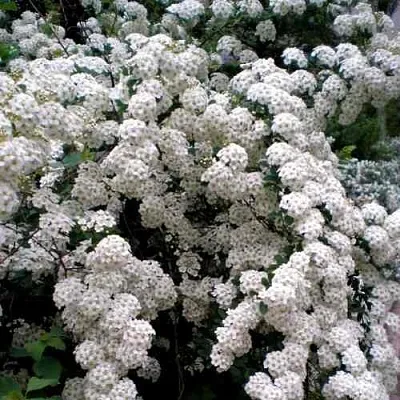 Спирея ВАНГУТТА  Спирея ВАНГУТТА в Твери