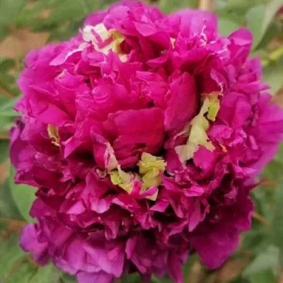 Пион ПОЛЕТ ЛАСТОЧКИ древовидный  Пион ПОЛЕТ ЛАСТОЧКИ древовидный в Твери