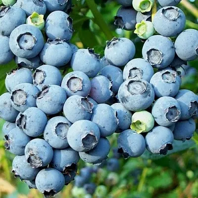 Голубика ПУРУ в Твери