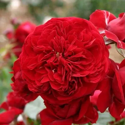 Саженцы роз КРАСНАЯ ШАПОЧКА флорибунда в Твери