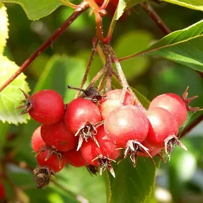 Боярышник ШАМИЛЬ  Боярышник ШАМИЛЬ в Твери