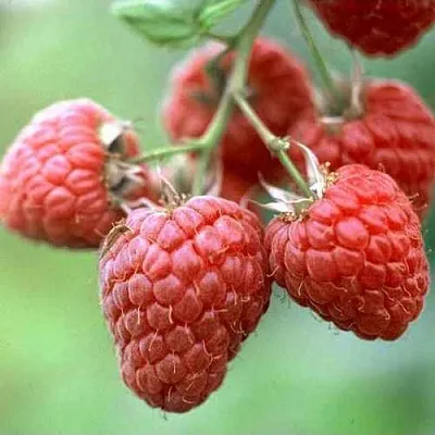 Малина ХЕРИТЕЙДЖ в Твери