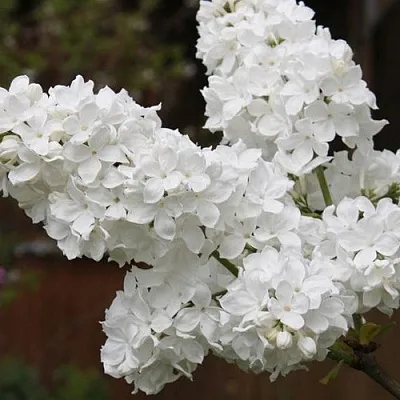 Сирень ФЛОРА  Сирень ФЛОРА в Твери