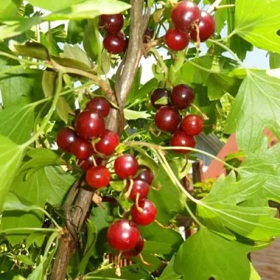 Смородина золотистая ВИШНЕВАЯ  Смородина золотистая ВИШНЕВАЯ в Твери