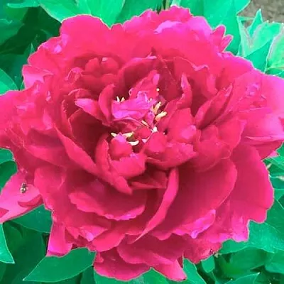 Пион ОСТРОВНОЙ МИНИСТР древовидный  Пион ОСТРОВНОЙ МИНИСТР древовидный в Твери