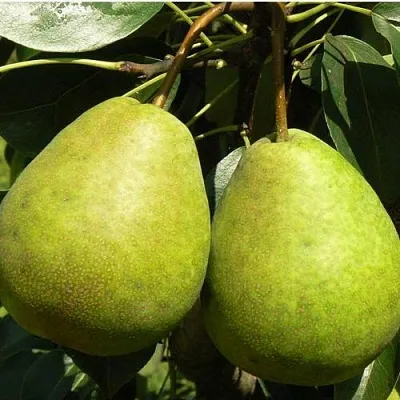 Груша ЛАГОДНАЯ в Твери