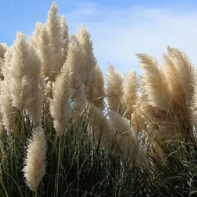 Кортадерия белая (пампасная трава) в Твери