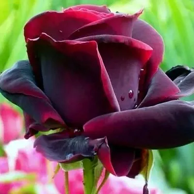 Саженцы роз ЧЕРНЫЙ ПРИНЦ чайно-гибридная в Твери