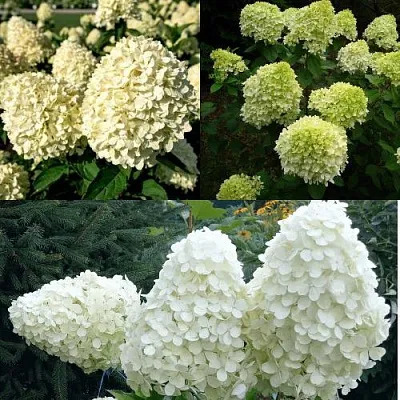 Комплект НЕЖНЫЙ КАПУЧИНО в Твери