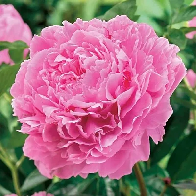 Пион МИСС ЭКХАРТ травянистый в Твери