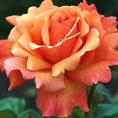 Саженцы роз ИЗИ ДАЗ ИТ флорибунда в Твери