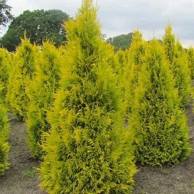 Туя САНКИСТ западная в Твери