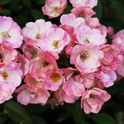 Саженцы роз АЛДЕН БИЗЕН мускусная в Твери