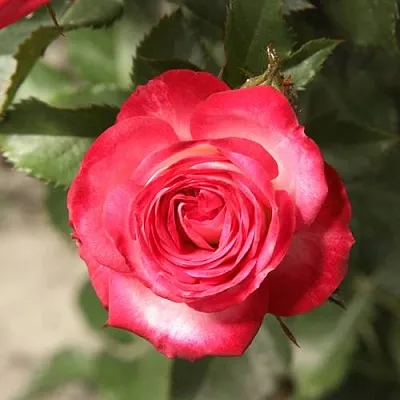 Саженцы роз САФИНА спрей в Твери