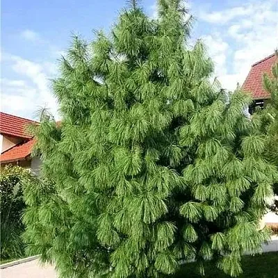 Сосна гриффита  Сосна гриффита в Твери