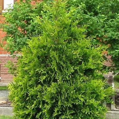 Туя АНЯ (АНИЕ) западная в Твери