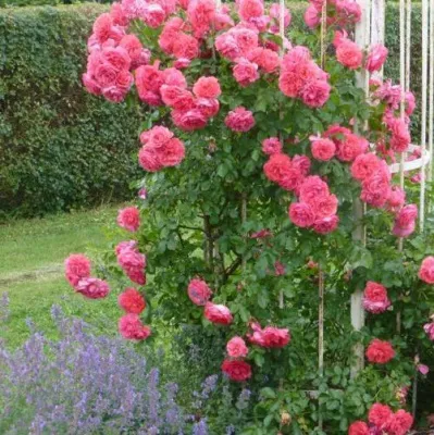 Саженцы роз РОЗЕУМ ЮТЕРСОН плетистая — описание сорта Саженцы роз РОЗЕУМ ЮТЕРСОН плетистая в Твери