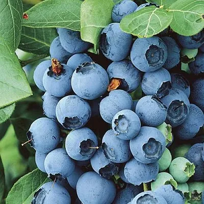 Голубика КОВИЛЛ  Голубика КОВИЛЛ в Твери